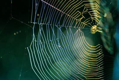 Spinnenweb: symbool voor gebroken links van website